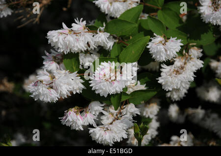 Mock orange Banque D'Images