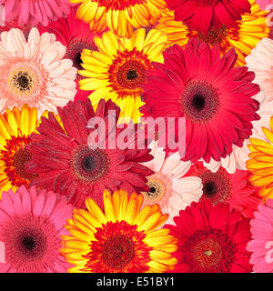 Modèle sans couture du quartier animé de Gerbera Banque D'Images