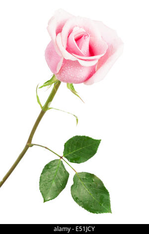 Belle rose rose Banque D'Images