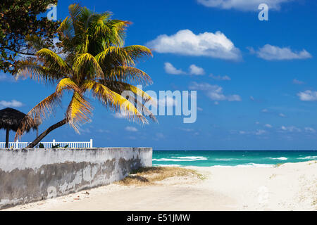 Des cocotiers sur la plage Banque D'Images