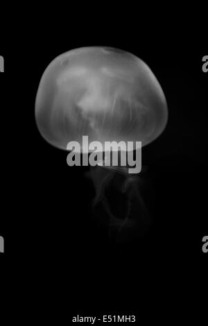 Méduse de lune Banque D'Images