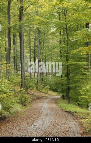 Chemin à travers forêt de hêtres, Allemagne Banque D'Images