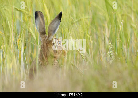 European Brown Hare, Lepus europaeus, Allemagne Banque D'Images