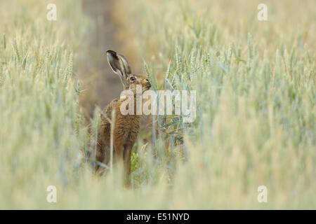 European brown hare, Lepus europaeus, Allemagne Banque D'Images