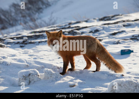 Ombre soleil neige fox de Sibérie Banque D'Images