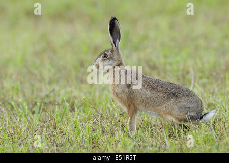 European brown hare, Lepus europaeus, Allemagne Banque D'Images