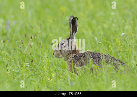 European brown hare, Lepus europaeus, Allemagne Banque D'Images