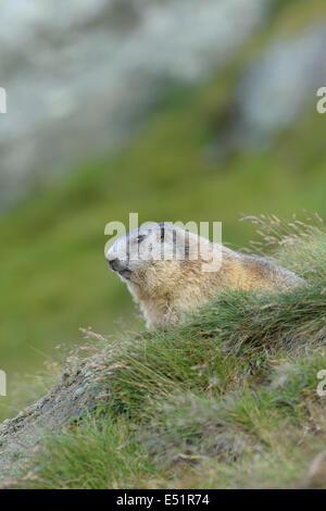 Marmot, Marmota marmota, Autriche, Europe Banque D'Images