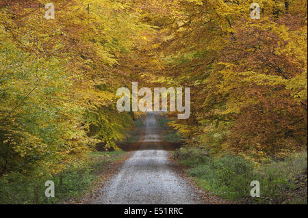 Chemin à travers forêt de hêtres, Allemagne Banque D'Images