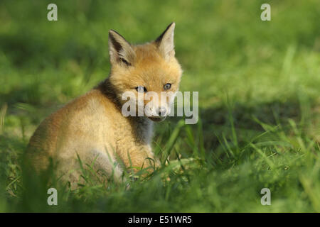 Le renard roux, Vulpes vulpes, Allemagne Banque D'Images