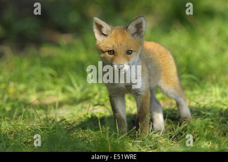 Le renard roux, Vulpes vulpes, Allemagne Banque D'Images