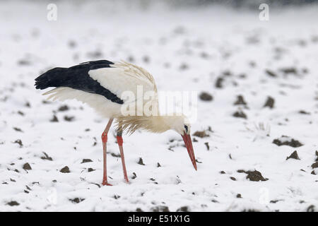 Cigogne blanche en hiver Banque D'Images