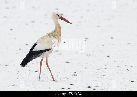 Cigogne blanche en hiver Banque D'Images