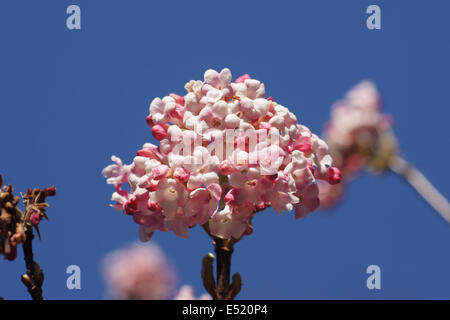 Viburnum parfumé Banque D'Images