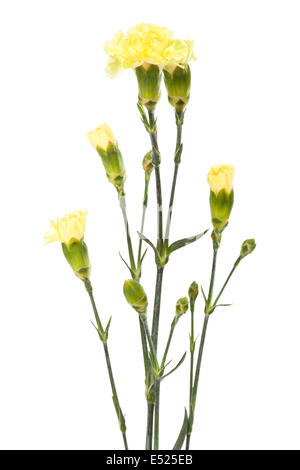 Oeillets jaune Beauté Banque D'Images