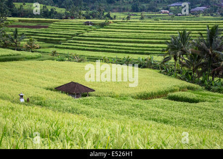 , Jatiluwih Bali, Indonésie. Des rizières en terrasse. Petit sanctuaire à la déesse du riz Sri sur l'extrême gauche. Village au coin supérieur droit. Banque D'Images