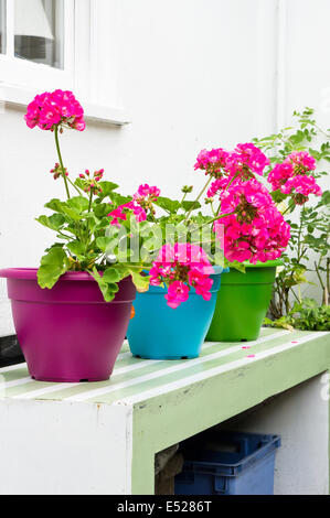 Hortensias rose sur pots colorés dans un jardin Banque D'Images