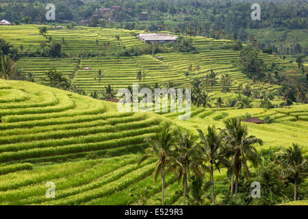 , Jatiluwih Bali, Indonésie. Des rizières en terrasse. Banque D'Images