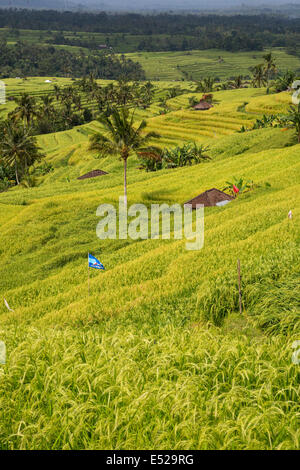 , Jatiluwih Bali, Indonésie. Des rizières en terrasse. Banque D'Images