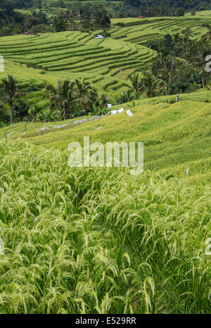 , Jatiluwih Bali, Indonésie. Des rizières en terrasse. Banque D'Images