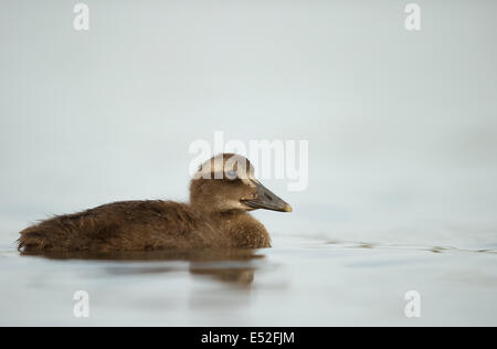 L'Eider à duvet (Somateria mollissima) femelle adulte, Northumberland, Angleterre, juillet Banque D'Images