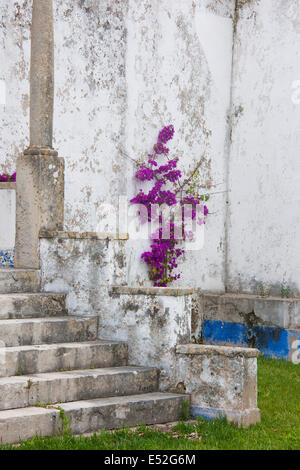 Étapes suivantes jusqu'à la porte de la chambre d'un mauve à fleurs de bougainvilliers. Banque D'Images