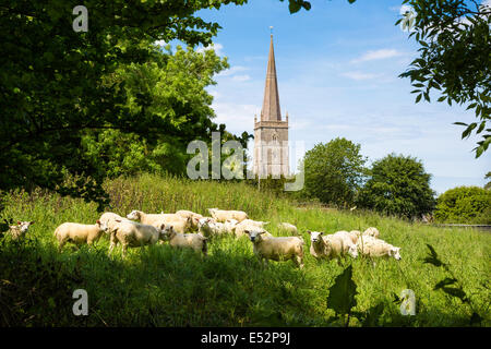 Un troupeau de moutons paissent par l'église paroissiale de St Mary's dans le village de East Brent près de Brent Knoll à Somerset Banque D'Images