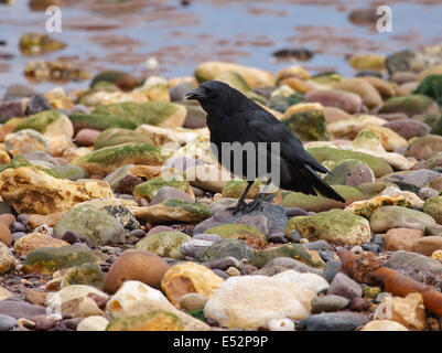 Corneille noire Corvus corone nourriture dans une plage de galets sur la côte sud de l'Angleterre, Royaume-Uni Banque D'Images