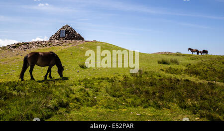 Poneys Exmoor le pâturage près du sommet du cairn Dunkery Beacon point le plus haut du Parc National d'Exmoor UK Somerset Banque D'Images