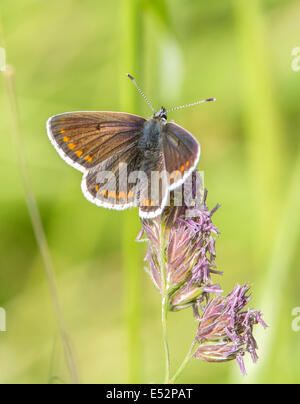 Argus brun papillon Aricia agestis au repos Banque D'Images