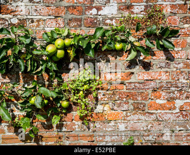 La fructification des pommes sur un arbre espaliered sur un vieux mur du jardin anglais Banque D'Images