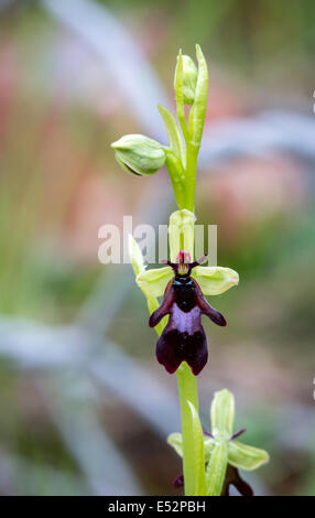 Ophrys insectifera Fly Orchid growing par une clôture dans la gorge d'Avon près de Bristol UK Banque D'Images