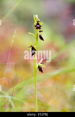 Orchidée Ophrys insectifera voler sur de plus en plus une banque de calcaire dans l'Avon Gorge près de Bristol UK Banque D'Images