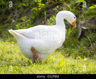 L'oie domestique Anser domesticus blanc sur une ferme la marche sur l'herbe Somerset Banque D'Images