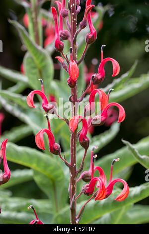 Les fleurs rouges de la Lobelia tupa croissance verticale Banque D'Images