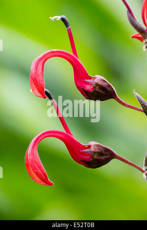 Les fleurs rouges de la Lobelia tupa croissance verticale Banque D'Images