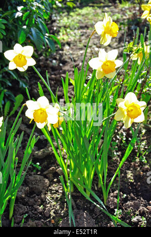 Printemps jonquilles en fleur, The Manor Road, Windsor, Berkshire, Angleterre, Royaume-Uni Banque D'Images