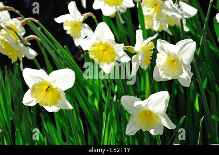 Printemps jonquilles en fleur, The Manor Road, Windsor, Berkshire, Angleterre, Royaume-Uni Banque D'Images