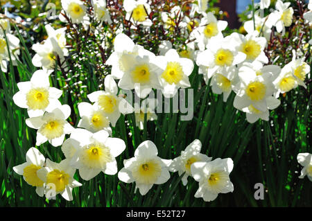 Printemps jonquilles en fleur, The Manor Road, Windsor, Berkshire, Angleterre, Royaume-Uni Banque D'Images