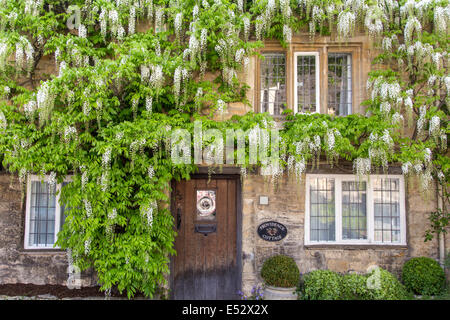 Glycine blanche sur un cotswold Cottage, Gloucestershire, England, UK Banque D'Images