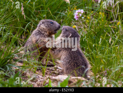 Les jeunes marmottes alpines (Marmota marmota) jouer combats, Pordoi Pass, Dolomites, Italie Banque D'Images