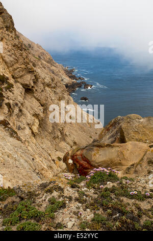 Littoral près de Point Reyes Lighthouse Point Reyes National Seashore dans le comté de Marin en Californie États-Unis Amérique du Nord Banque D'Images