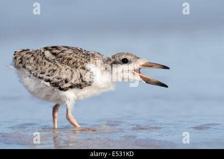 Skimmer noir juvénile l'exploration de l'océan. Banque D'Images