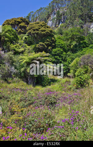 La végétation sub-tropicale près de Cathedral Cove Banque D'Images
