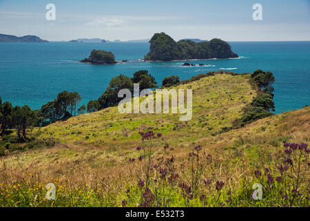 Falaise côte près de Cathedral Cove Banque D'Images