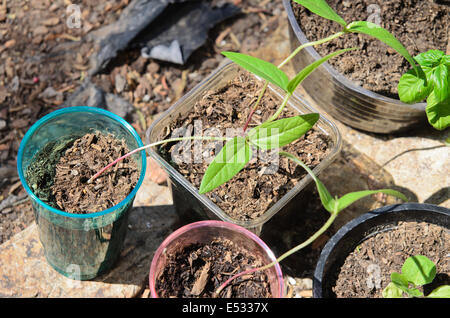 Germes de haricots verts dans des pots de plus en plus Banque D'Images