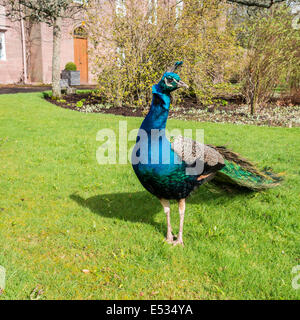 Peacock et Scone Palace building Banque D'Images