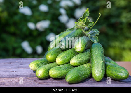 Recueillis frais dans le jardin se trouvent des concombres sur l'ancienne 24 Banque D'Images