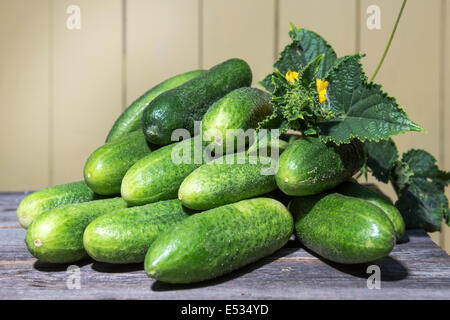 Recueillis frais dans le jardin se trouvent des concombres sur l'ancienne 24 Banque D'Images