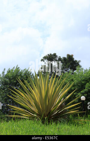 Agave sisalana Perr. Banque D'Images